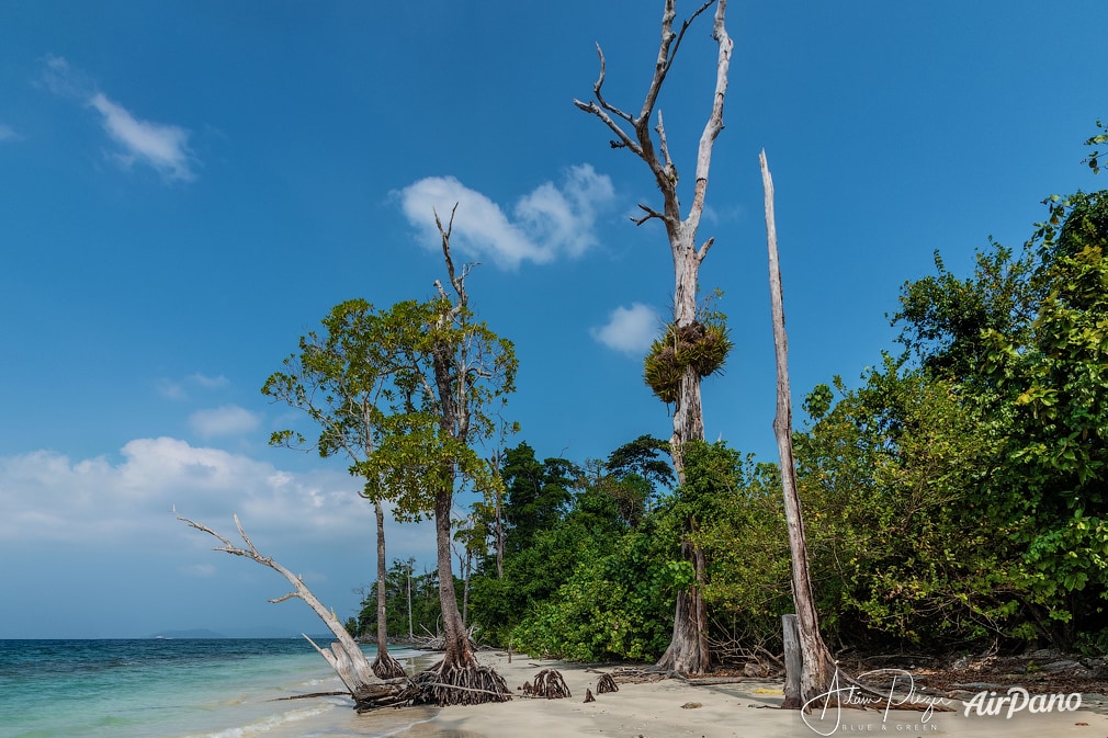 Mangrove forest