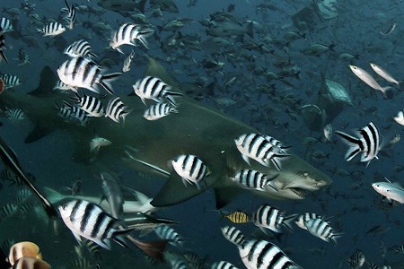 斐济 贝卡泻湖 喂鲨鱼