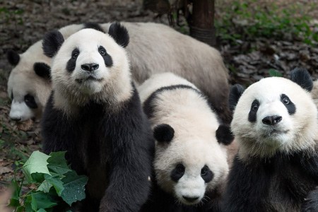 中国 成都大熊猫繁育研究基地视频