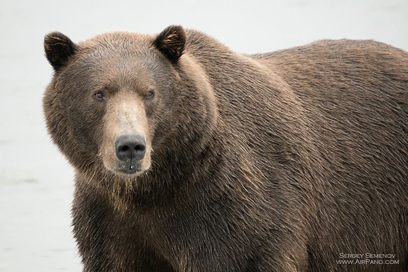 Bear in the Kronotsky Reserve, Kamchatka