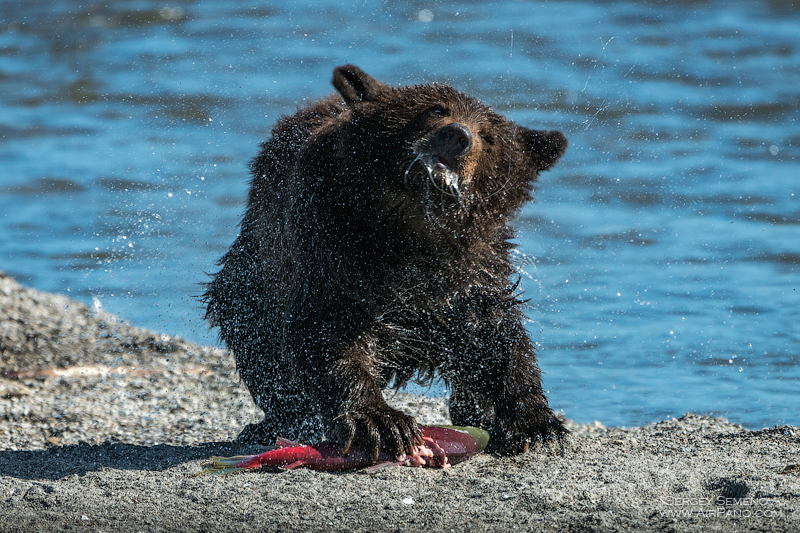 Bear in the Kronotsky Reserve, Kamchatka