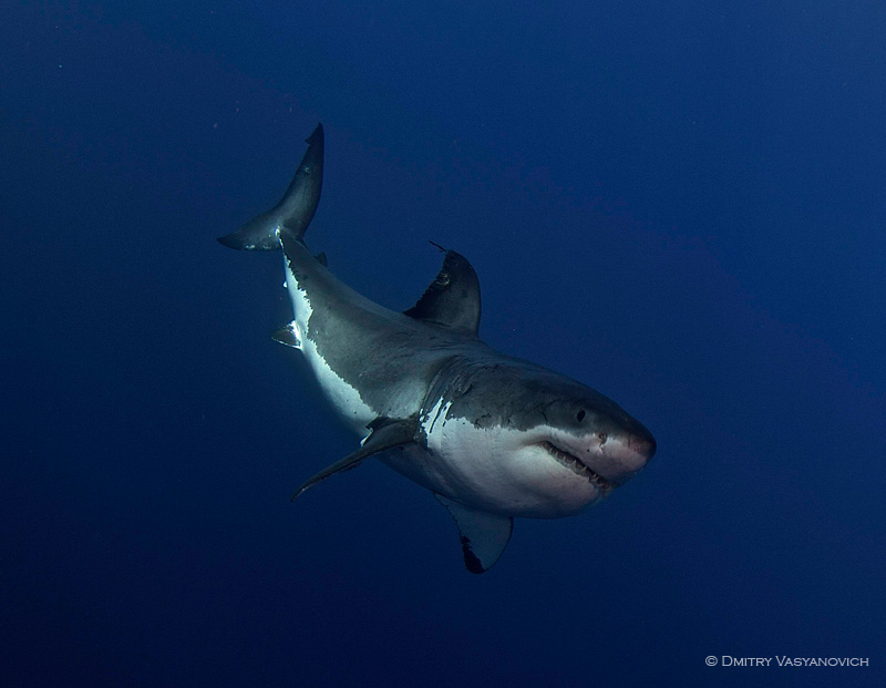 Diving with great white shark