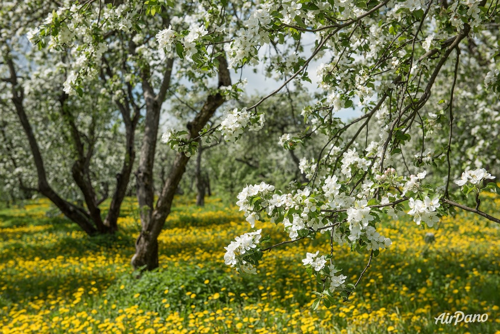 Apple trees