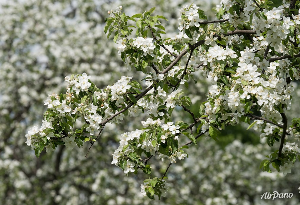 Apple tree flowers