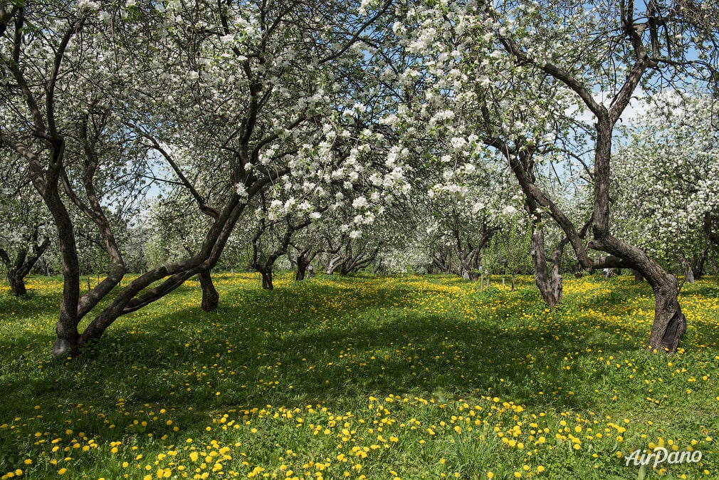 Garden in full bloom