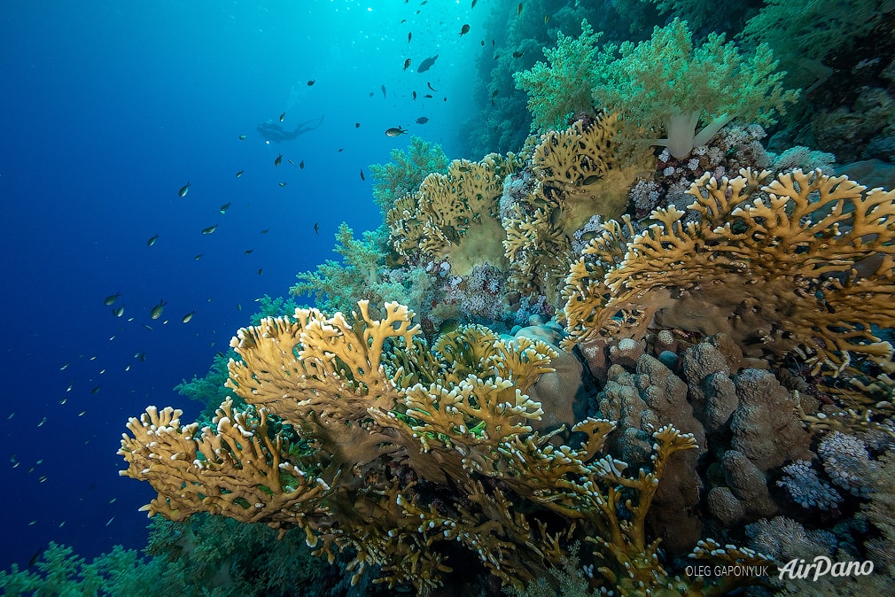 Coral reef, Marsa Alam