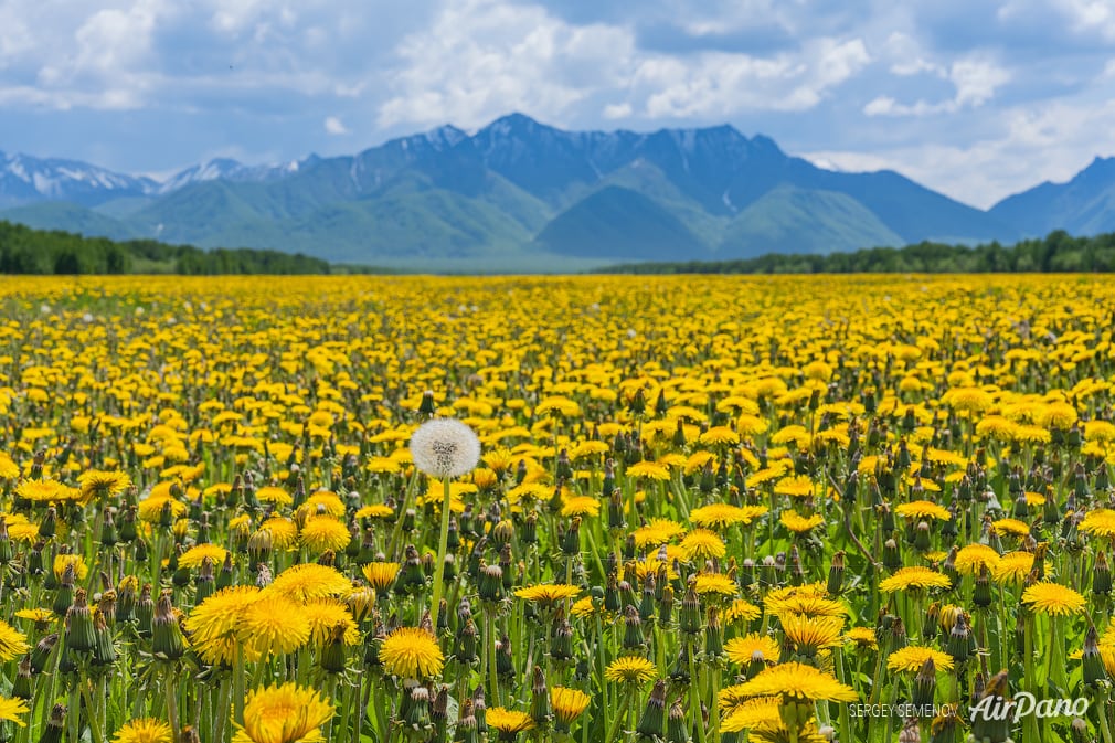 Dandelion field