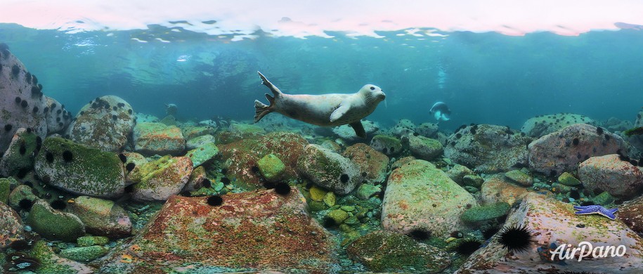 Diving with spotted seals. Sea of Japan, Russia