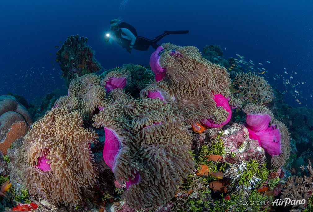 Coral gardens