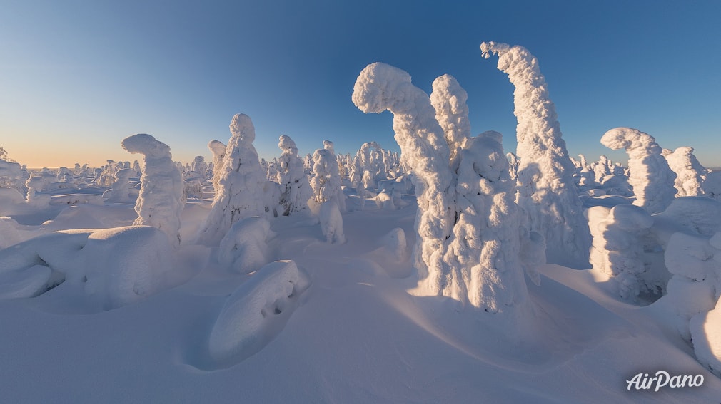 A Snowy Fairytale of a Winter Forest