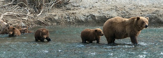 堪察加半岛 克罗诺茨基保护区的熊之旅