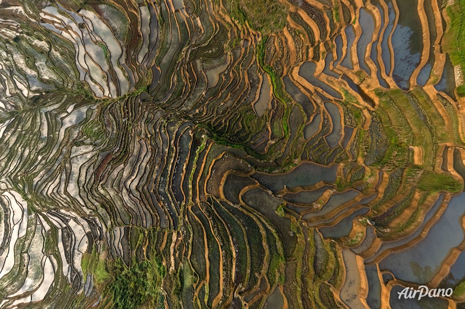 Rice Terraces, Yunnan province, China