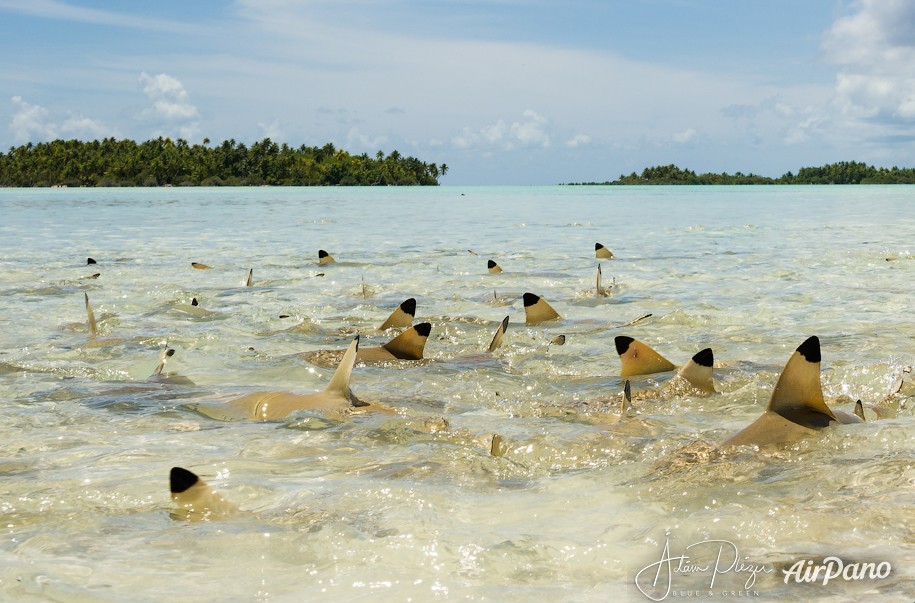 Blacktip sharks. Blue Lagoon. Rangiroa, French Polynesia