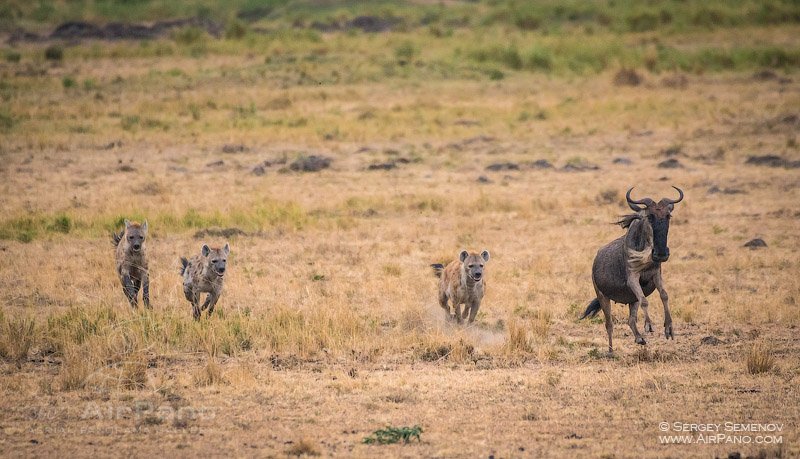 Hyenas hunting the antelope