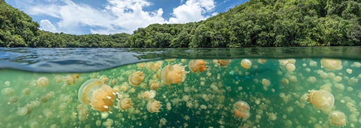 帕劳 水母湖