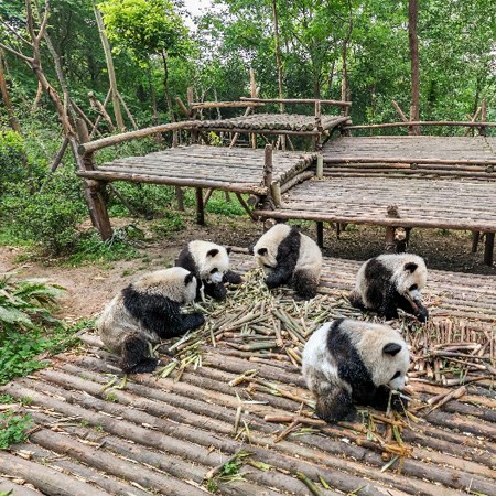 中国 成都大熊猫繁育研究基地