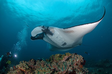 印度尼西亚，拉贾安帕特，与蝠鲼一起潜水