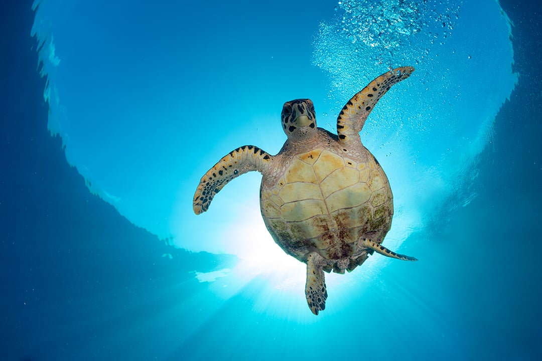 Aldabra, Seychelles. World's youngest coral atoll