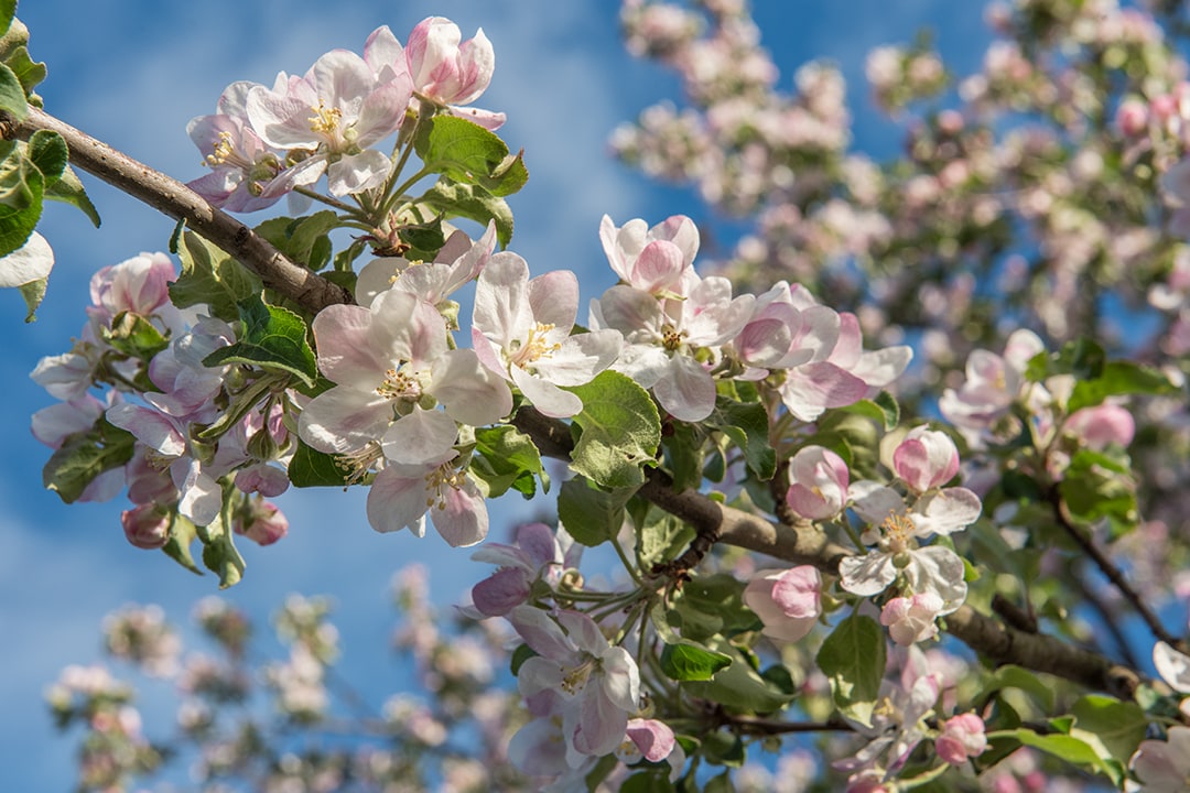 Blooming Apple Garden, VR relaxation
