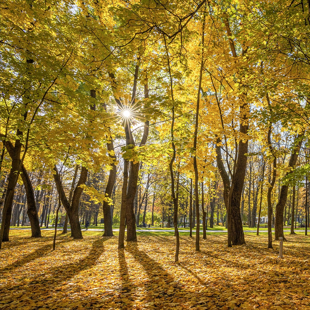 秋日都市 VR冥想