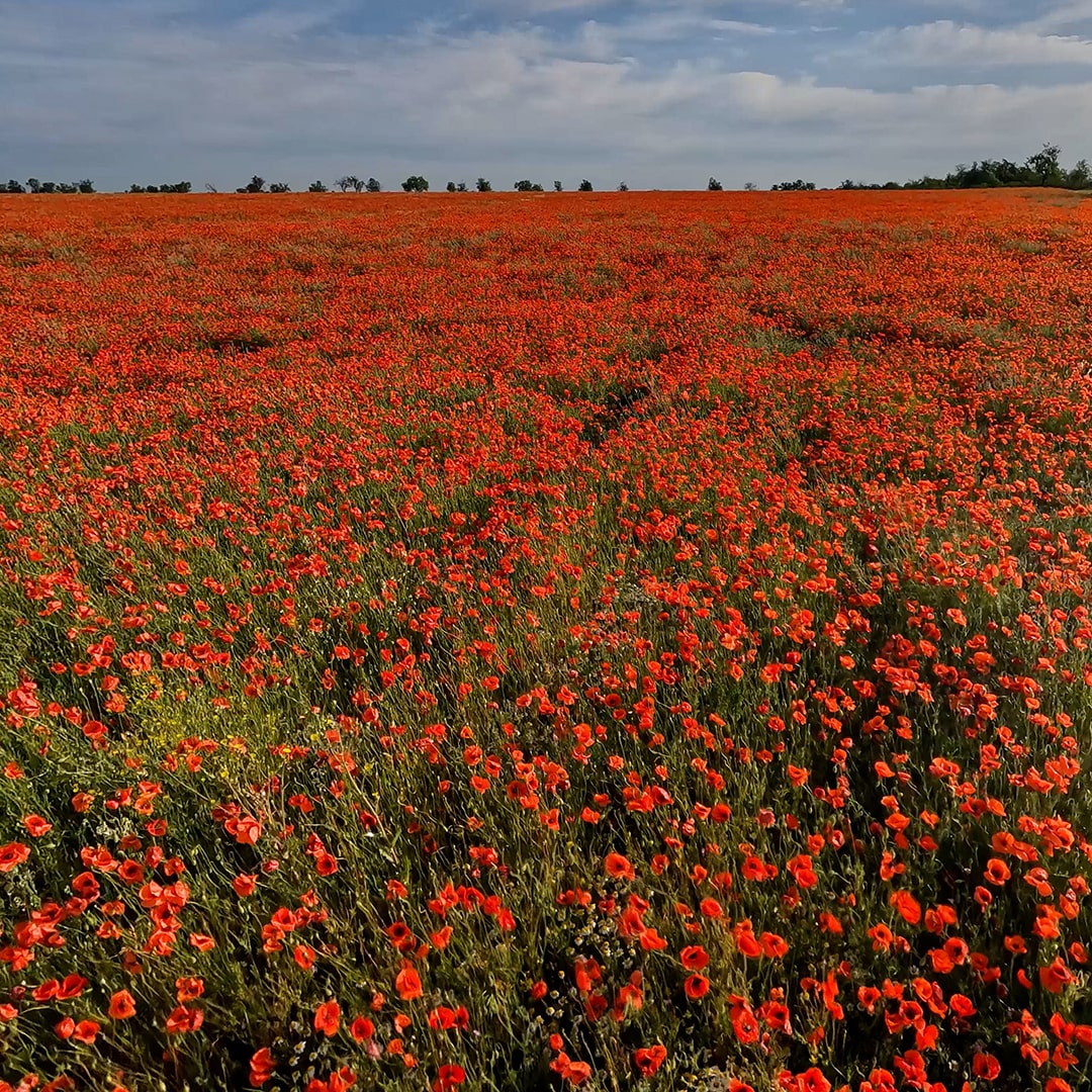 Poppy Fields. VR Relaxation is 16K