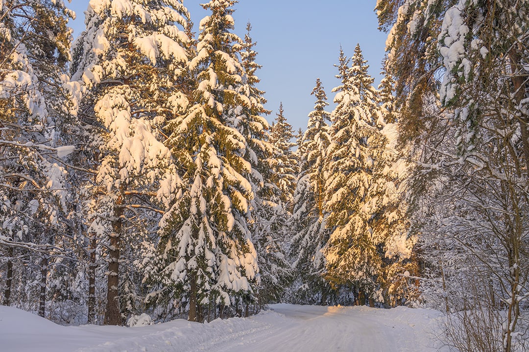 Winter forest, VR relaxation