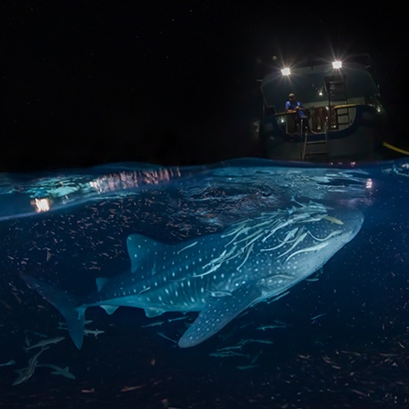 马尔代夫 鲸鲨水面交界全景图