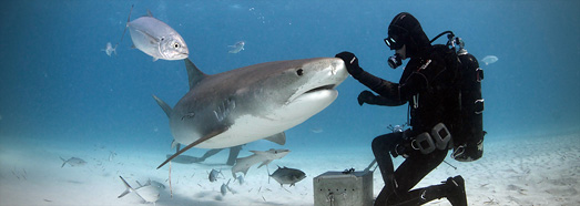 巴哈马群岛 鲨鱼喂食