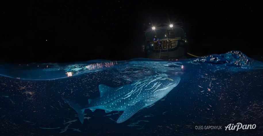 Whale shark at night. Maldives