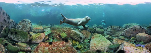 俄罗斯 日本海 与斑点海豹一起潜水