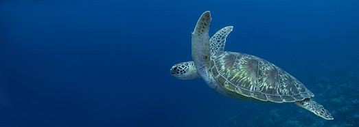与海龟一起潜水