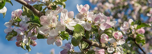 Blooming Apple Garden, VR relaxation