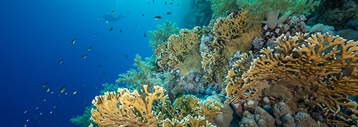 Underwater Wonders, Res Sea, Egypt