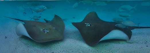 Snorkeling Maldives. VR Relaxation