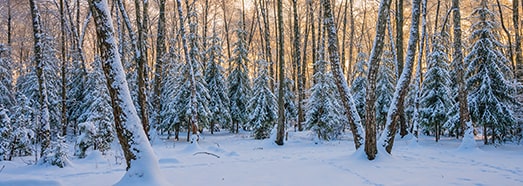 Winter forest, VR relaxation