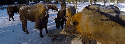 布良斯克森林自然保护区 欧洲野牛